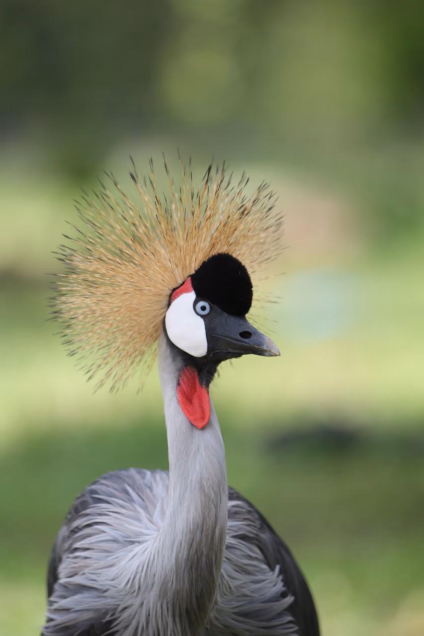 Grey crowned crane, national bird, Uganda