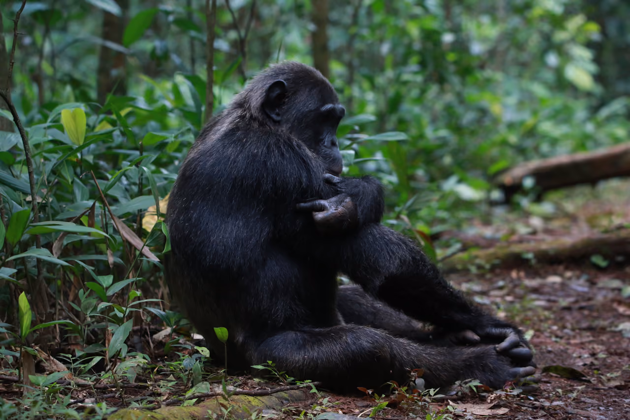 Mountain gorilla, Bwindi, Uganda