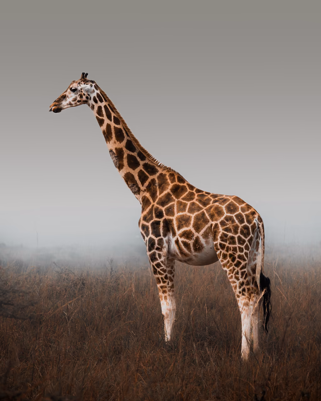 Giraffe, Murchison Falls, Uganda