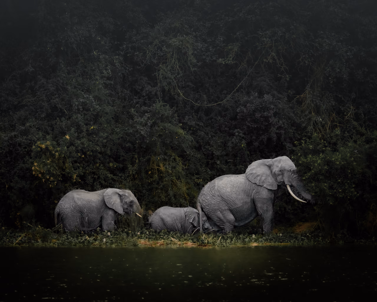 Elephant herd, Murchison Falls, Uganda