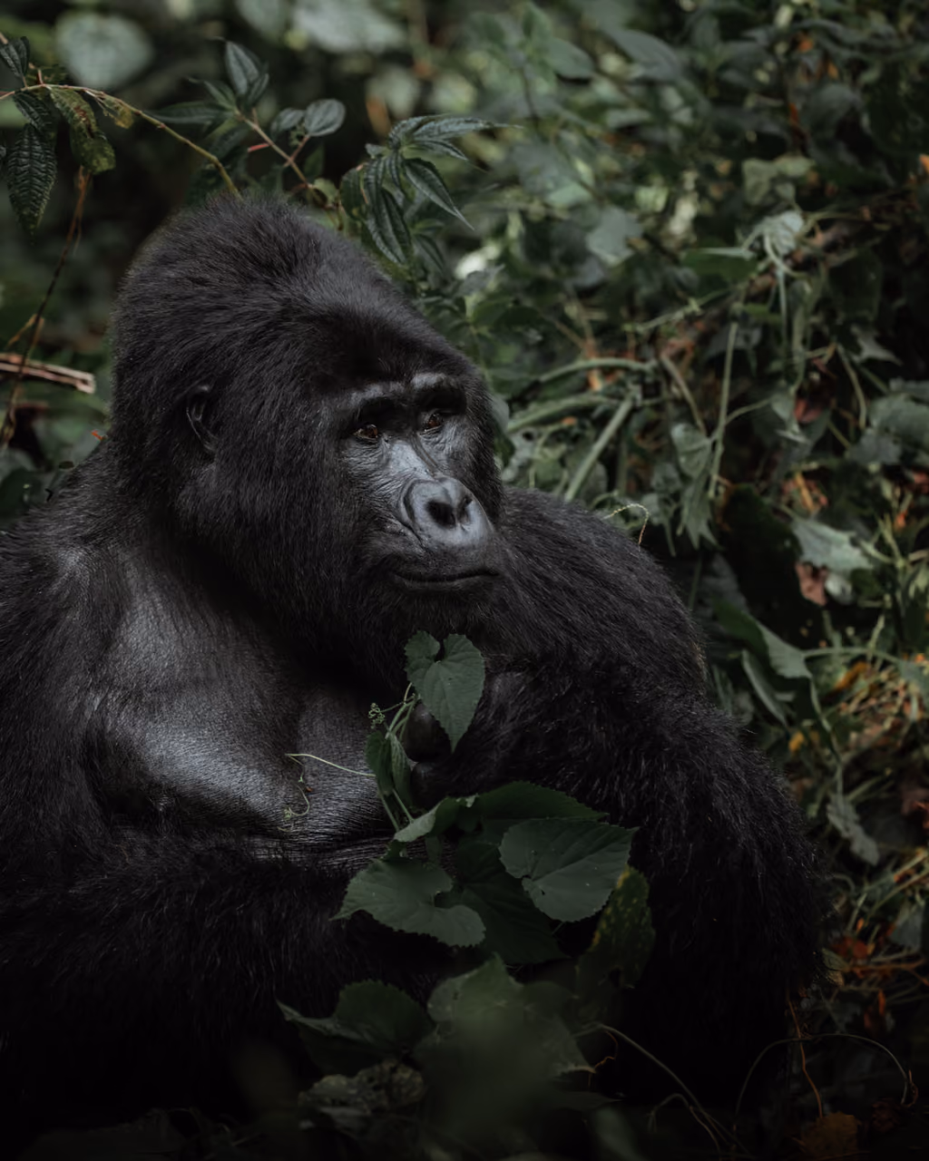 Mountain gorilla in dense Bwindi rainforest, Uganda