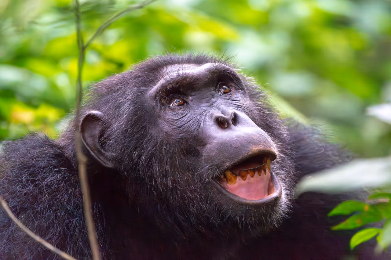 Chimpanzee, Kibale, Uganda