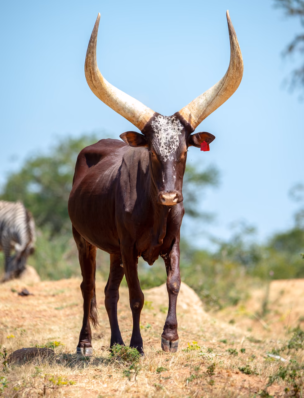 Ankole cattle, western Uganda, Uganda