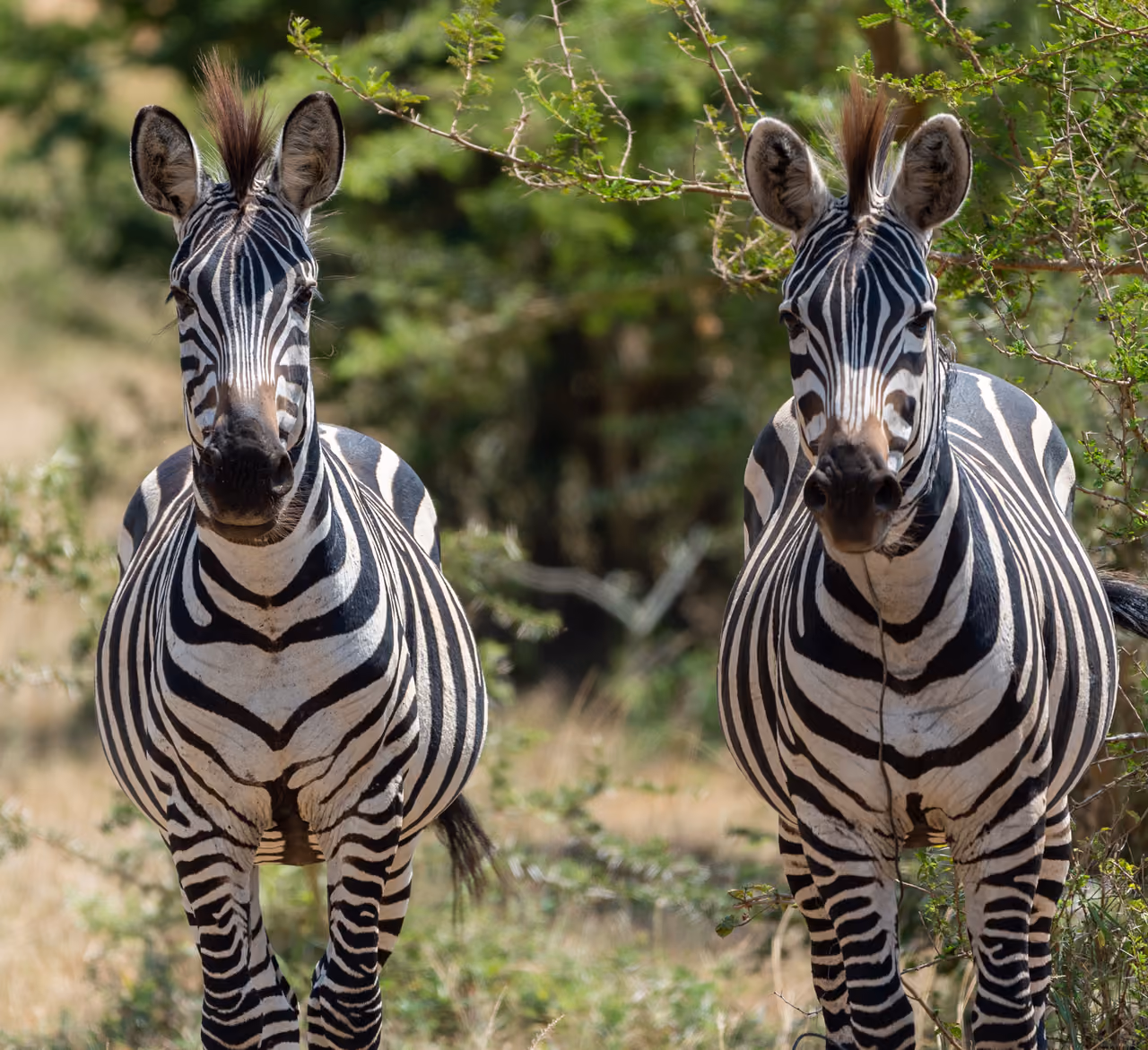 Zebra, Lake Mburo, Uganda