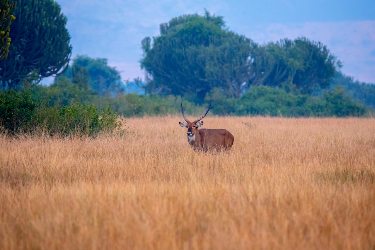 Uganda kob on the savanna