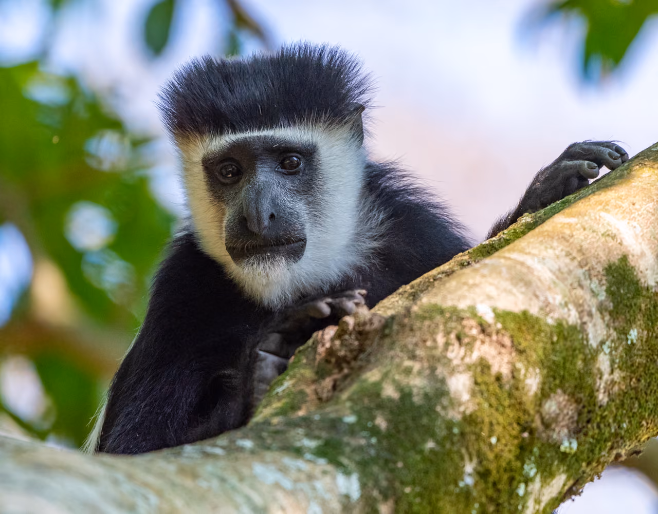 Black-and-white colobus monkey