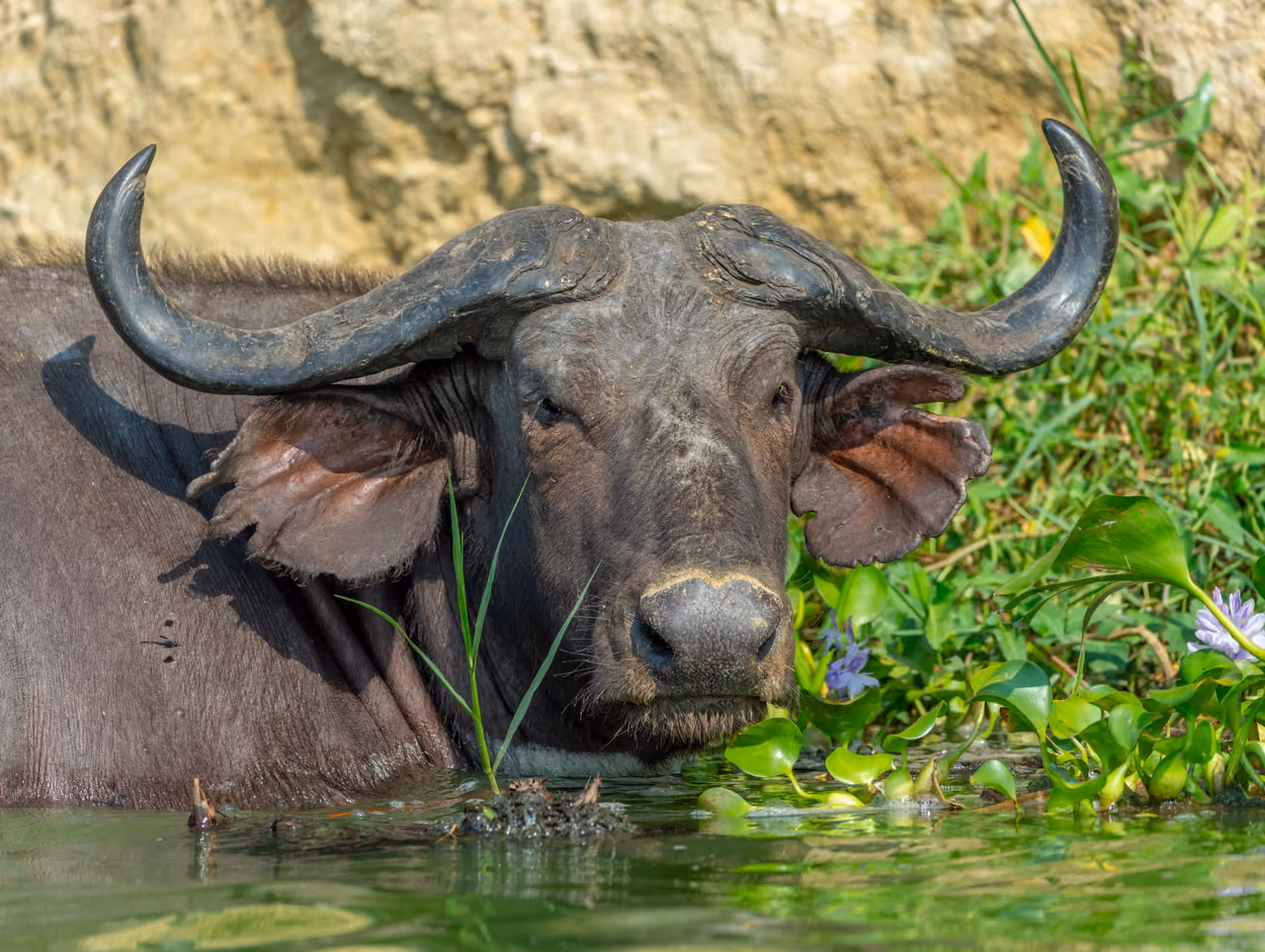 Buffalo on the Kidepo Valley savanna