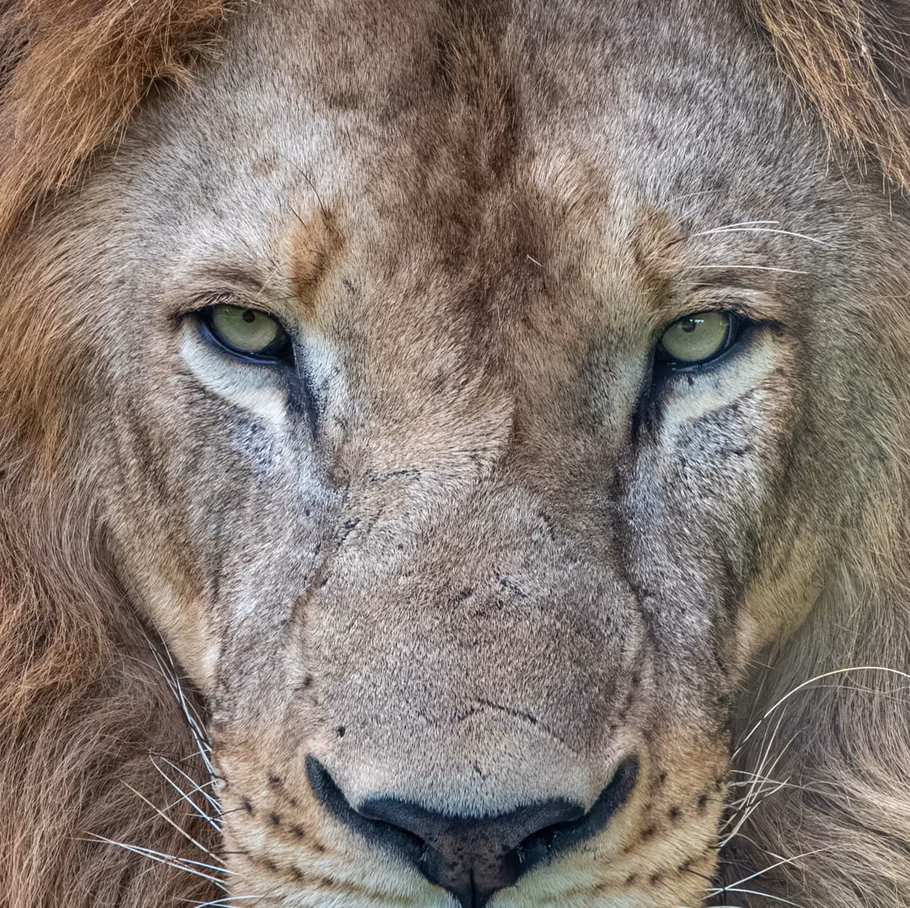 Lion in Queen Elizabeth National Park