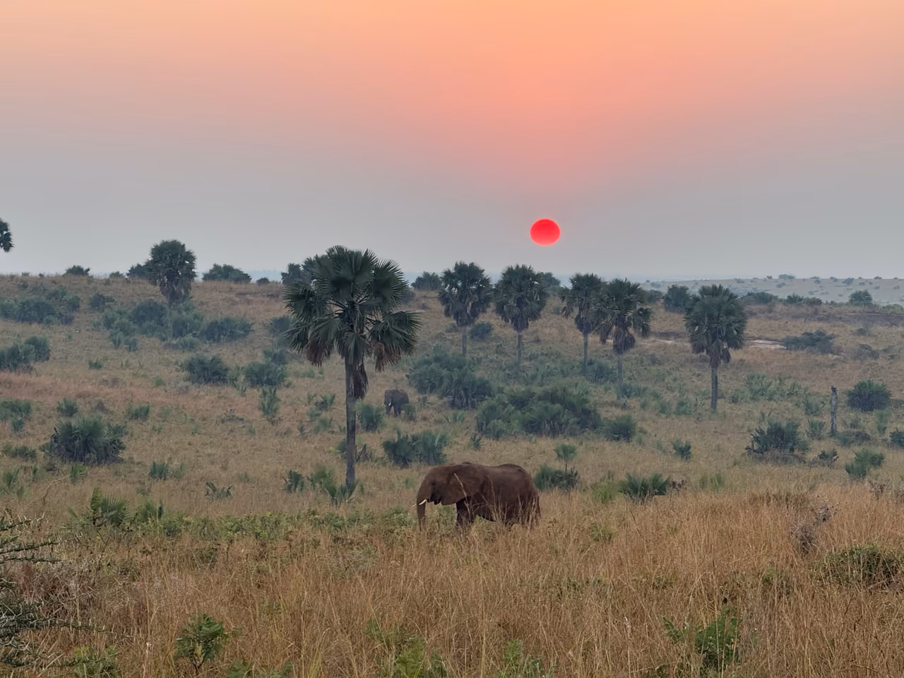 Uganda savanna at sunset