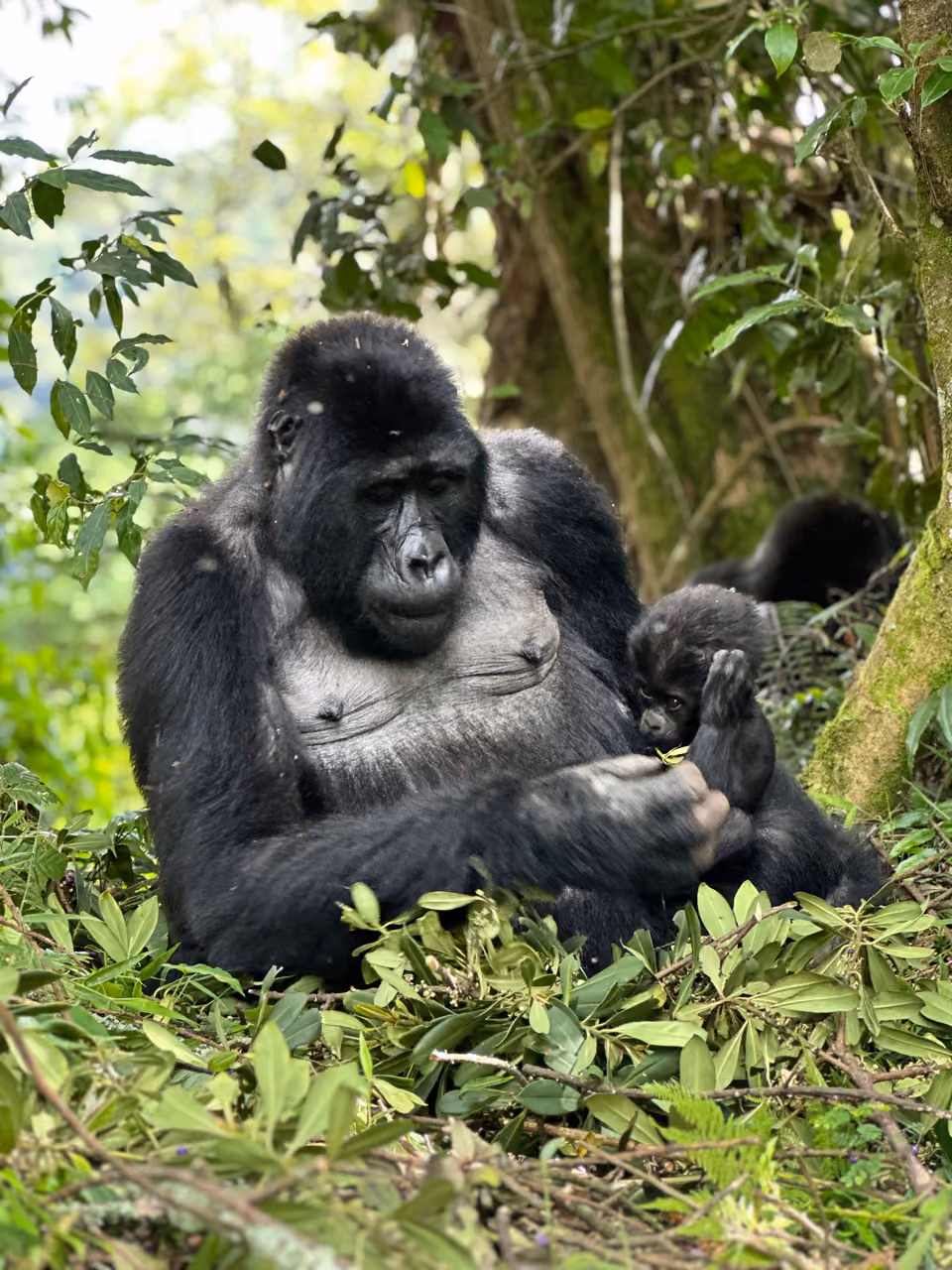 Mountain gorilla mother and infant in Bwindi Impenetrable Forest