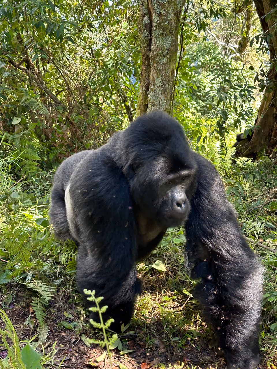 Silverback mountain gorilla on the move in Bwindi, Uganda
